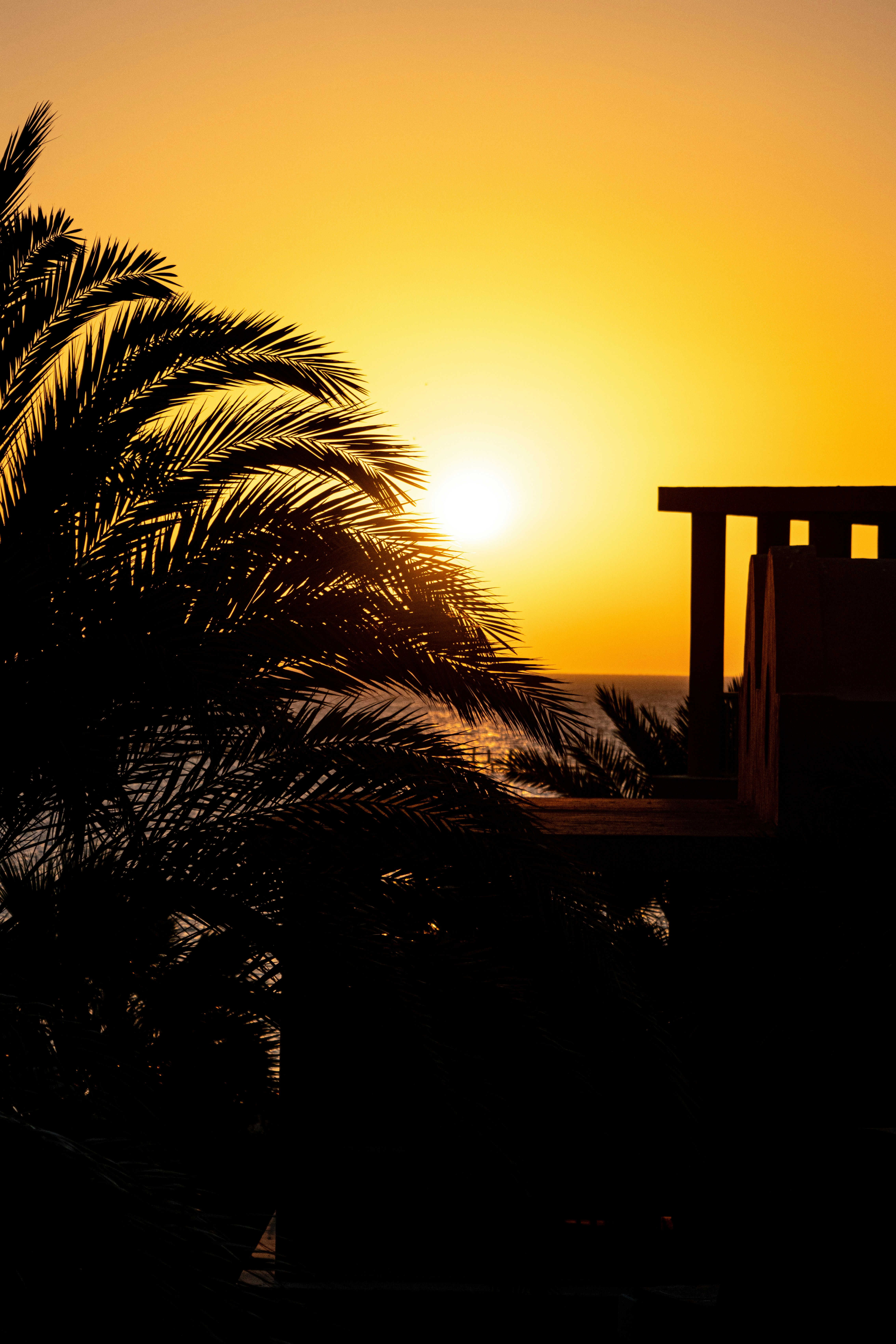 silhouette of palm tree during sunset